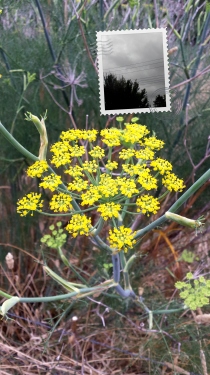 Wild fennel flower